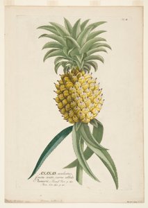 Ananas sativus, ananas, c1740-1770. od Georg Dionysius Ehret