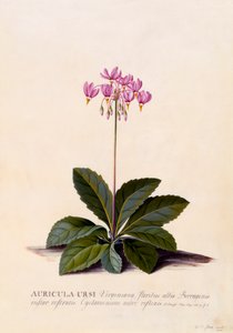 Auricula Ursi Shooting Star, c. 1744 ručně kolorovaná rytina.