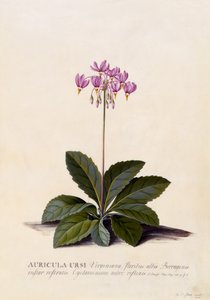 Auricula ursi, Shooting Star, c.1744 (ručně kolorovaná rytina) od Georg Dionysius Ehret
