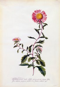 Aster, c. 1743 ručně kolorovaná rytina.
