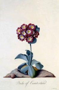 Auricula vévoda z Cumberland c. 1743 ručně kolorovaná rytina. od "Georg Dionysius Ehret