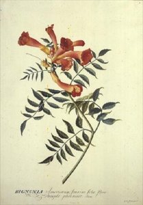 Bignonia americana, akvarel od Georg Dionysius Ehret