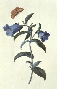 Zvonek canterburský (Campanula) od Georg Dionysius Ehret