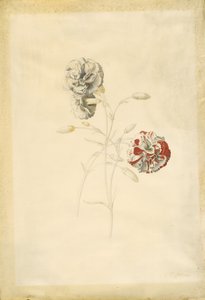 Karafiáty od Georg Dionysius Ehret