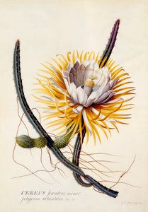 Cereus Královna noci, c. 1744 ručně kolorovaná rytina. od "Georg Dionysius Ehret