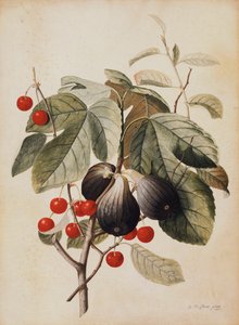 Fíky a třešně, 1747 od Georg Dionysius Ehret