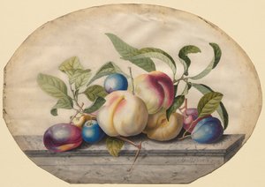 Aranžmá ovoce: Broskve a plumbs na mramorové desce, 1742. od Georg Dionysius Ehret