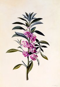 Garden Balsam Impatiens Balsamina, c. 1746 ručně kolorovaná rytina.