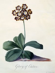 Glory of Chilton c. 1745 ručně kolorovaná rytina. od "Georg Dionysius Ehret