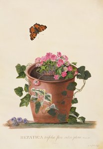 Hepatica trifolia (Nobilis), 1745 (kvaš na pergamenu) od Georg Dionysius Ehret