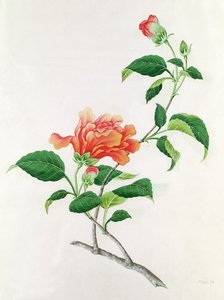 Ibišek od Georg Dionysius Ehret