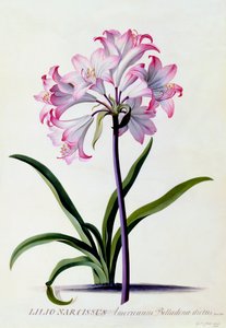 Lilio Narcissus, c. 1744 ručně kolorovaná rytina.