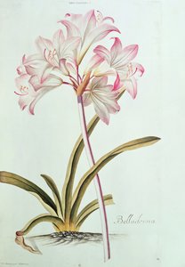Lily: Lilium Belladonna (pl.12) z Trew