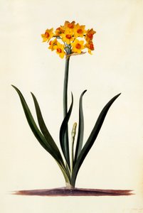 Narcis, c. 1745 ručně kolorovaná rytina. od "Georg Dionysius Ehret