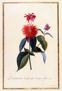 Oswego Tea Plant, c 1740 ručně kolorovaná rytina. od "Georg Dionysius Ehret
