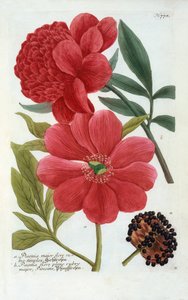 Paeonia, ručně kolorovaná rytina. od "Georg Dionysius Ehret