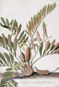 americká palma, od Georg Dionysius Ehret