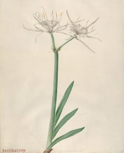 Pancratium, 1738-70. od Georg Dionysius Ehret