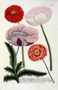 Papaver, 1737 ručně kolorovaná rytina.