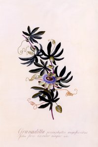 Passiflora Granadilla, c. 1745 ručně kolorovaná rytina. od "Georg Dionysius Ehret