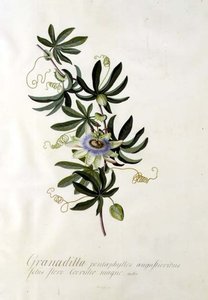 Mučenka od Georg Dionysius Ehret