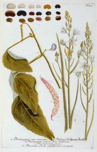 Phalangium, 1737 ručně kolorovaná rytina. od "Georg Dionysius Ehret