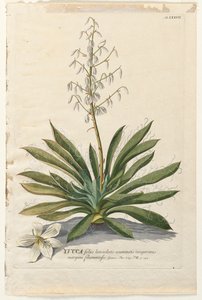 Vybrané rostliny 37 - Yucca. od Georg Dionysius Ehret