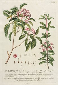 Vybrané rostliny 38 od Georg Dionysius Ehret