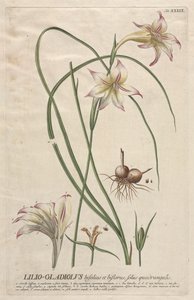 Plantae Selectae: č. 39 - Lilio-Gladiolus. od Georg Dionysius Ehret