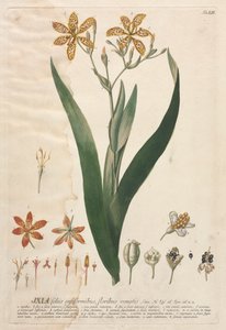 Plantae Selectae: č. 52 - Ixia. od Georg Dionysius Ehret