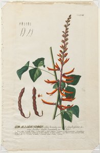 Vybrané rostliny 58 - Corallodendron. od Georg Dionysius Ehret