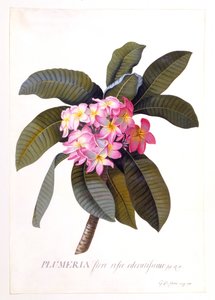 Plumeria, c 1744 ručně kolorovaná rytina.