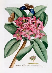 Plumeria, c. 1749 ručně kolorovaná rytina.