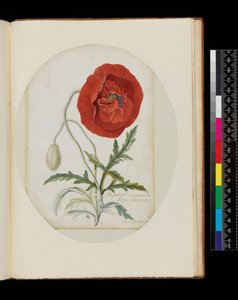 Mák (Papaver erraticum), 1772 (tužka, wc a tělová barva na pergamenu) od Georg Dionysius Ehret
