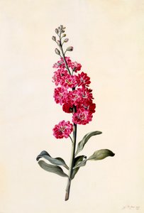Sklad Matthiola Incana, c. 1746 ručně kolorovaná rytina. od "Georg Dionysius Ehret