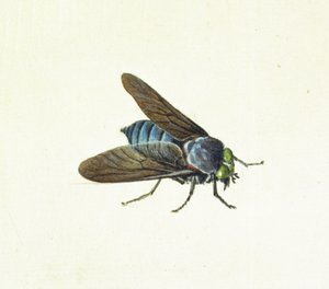 Horsefly, 18. století od Georg Dionysius Ehret