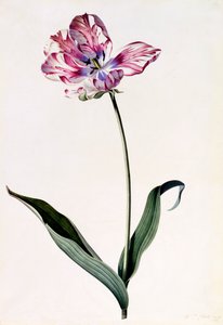 Tulipán, c. 1745 ručně kolorovaná rytina.