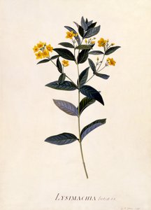 Yellow Loosestrife, cca 1760 (ručně kolorovaná rytina) od Georg Dionysius Ehret
