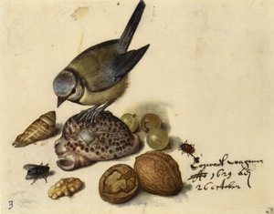 Zátiší s modřinou, mušlemi, ovocem a hmyzem, 1629. od Georg Flegel