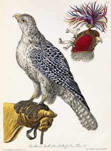 Falconry, deska 3, z "Delights of Nature Selected", 1771 od Georg Wolfgang Knorr