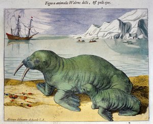 Znázornění mrože, polární zvíře. Rytina z Atlasu od Braun & Hogenberg, Amsterdam 1590 od Georg Braun and Hogenberg Franz