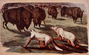 Indiáni z severoamerických plání se plíží po pasoucích se buvolech, zatímco nosí vlčí kůže, kolem roku 1840 (barva litho) od George (after) Catlin