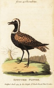 Kulík zlatý nebo kulík skvrnitý, Pluvialis dominica od George (after) Edwards