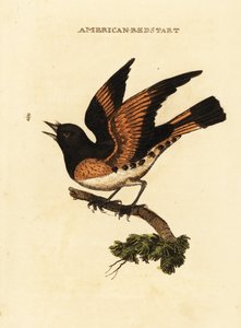 Rehek americký, Setophaga ruticilla od George (after) Edwards