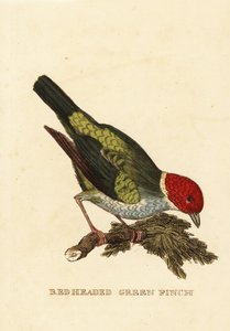 Bay-nespecifikováno Tanager, Tangara Jiroo