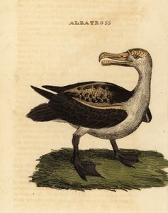 Albatros černobrvý, Thalassarche melanophris od George (after) Edwards