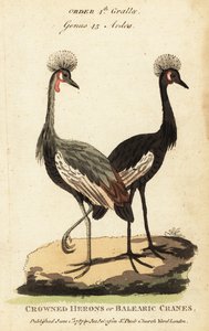 Černý korunovaný jeřáb, Balearica pavonina