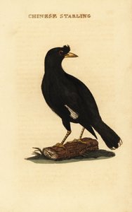 Myna chocholatá, Acridotheres cristatellus