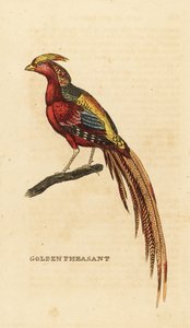 Zlatý bažant, Chrysolophus pictus
