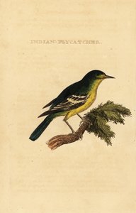 Lejsek zelenohřbetý, Ficedula elisae od George (after) Edwards